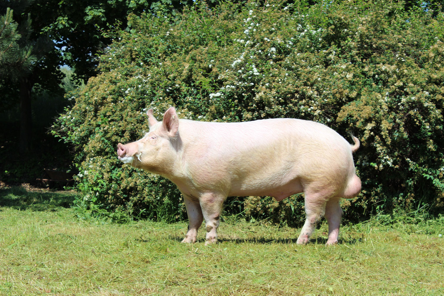 File:Sus scrofa f. domestica.jpg - Wikipedia