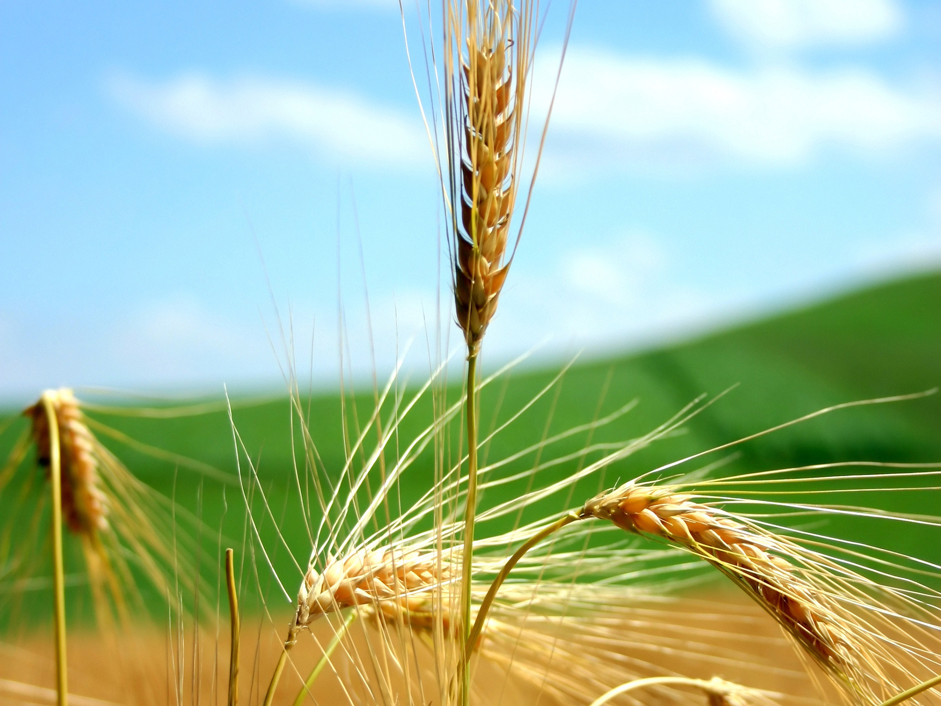 Зеленое жито. Рожь поле колосья. Колосья пшеницы. Поле с колосками. Колосок ржи в поле.