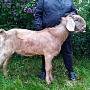 Продаём англо-нубийских 93, 75% козочку и козлика. Родились 14.05.2022. Проколоты витаминами и