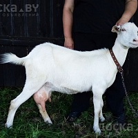 Продаём англо-нубийского 75% козлика. Родился 9.03.2022. Комолый. Рыжего окраса, лунно-пятнистый