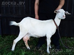 Продаём англо-нубийского 75% козлика. Родился 9.03.2022. Комолый. Рыжего окраса, лунно-пятнистый