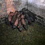 Продам вьетнамских поросят. Привиты, проглистованы, кастрированы. Едят всё, не привередливы.