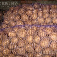Продам картофель из деревни, Сморгонский р-н. Картофель крупный, в сетке по 35 кг. Сорт - короле