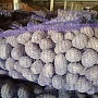Продам картофель продовольственный калибра 5+. Сорта: Королева Анна, Гала, Скарб и др. Картофель