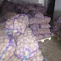Картофель столовый. Гала, Волат, Манифест(калибр 5+) Без болезней, только опт до 10 тонн за отгр