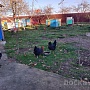 Продам молодых домашних курей все вопросы по телефону