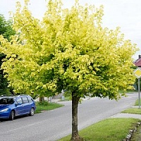 Келли голд