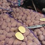 Картофель столовый. Гала, Волат, Манифест(калибр 5+) Без болезней, только опт до 10 тонн за отгр