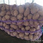 Картошка домашняя. Жёлтая крепкая. От одной сетки 1.50. от трёх сеток 1.40. звоните будем рады в