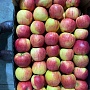 Оптовая продажа яблок