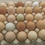 Яйцо инкубационное от домашних кур .