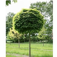 Клен остролистный "Globosum", 200-220см