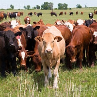 Куплю, быков, коров, коней, телок Живым и убойным весом по хорошим ценам, звоните, приедем в лю