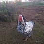 Продается семья кур брекель серебро3+1 .виандот серебро 2+1 .петух орпингтон лимонно кукушечный.