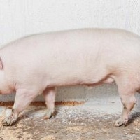 Латвийская белая