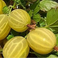 Крыжовник ЯРОВОЙ