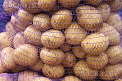 Картошка сорта Ласунок. Домашняя картошечка со своего участка. Чистенькая, желтая, разварист