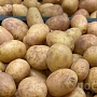 Продам картофель. Чистый, без парши и проволочника, сорта: Королева Анна, Уладар и Гала. Великол