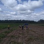 80 коп ОТ Двух Сеток Крупной Картошки С Бесплатной Доставкой. Скарб - внутри жёлтая, кожура жё