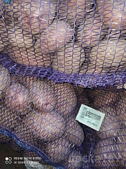 Продам домашний картофель. Сорта: Вектор, Мадейра, Янка, Винета, Скарб. Доставка по всем районам
