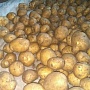 Картофель выращен в Брестской области. Имеет потрясающие вкусовые качества. Отлично хранится