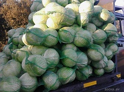 Продам домашний картофель, сорт Гала, с бесплатной доставкой по Минску, с подъёмом на этаж. Отли