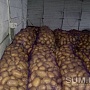Продам картофель, овощи