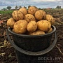 Продам излишки своего картофеля. Сорт "Гала". Год был урожайным. Картошечка вышла очень хороше