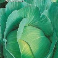 Семена капусты