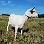 8-месячная коза зааненской породы. Высокие удои и очень вкусное молоко у матери. Цена козы 180 р