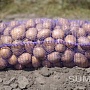 Картофель, лук, морковь, свекла с доставкой на дом