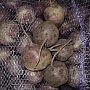 Выращивали для себя на своем участке в Гродненской области. Урожай в этом году отличный. Кар