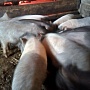 Продам поросят вьетнамской породы. Привиты.