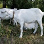 8-месячная коза зааненской породы. Высокие удои и очень вкусное молоко у матери. Цена козы 180 р