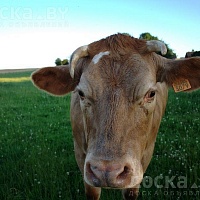 Закупаем каров быков лошадей жывым и убойным весом по РБ производим дорез в любое время суток по