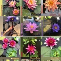 Водяные лилии кувшинки