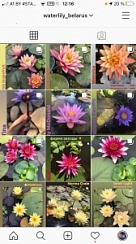 Водяные лилии кувшинки