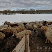 Продам овец, котных овец, ягнят и баранов. Разная порода и разный возраст. (Можно оптом). Цены у