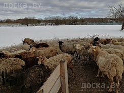 Продам овец, котных овец, ягнят и баранов. Разная порода и разный возраст. (Можно оптом). Цены у