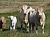 Закупаем быков, коров , лошадей, живым и убойным весом , вынужденный убой , дорез. Самовывоз из