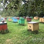Продаётся Вересковый мёд оптом