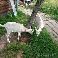 Две козачки род. 12.06.2022.пьют из мисочки. вет. препораты поставлены по возврату.