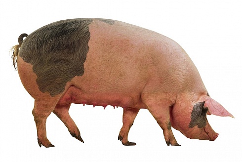 Свинья