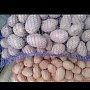 Белорусские сорта: Скарб - внутри жёлтая, кожура жёлтая, разваривается в меру. Лель -красная