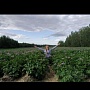 Белорусские сорта: Скарб - внутри жёлтая, кожура жёлтая, разваривается в меру. Лель -красная