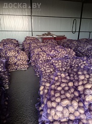 Оптовая продажа картофеля продовольственного сорт Гала калибр 5+, хорошего качества без поврежде