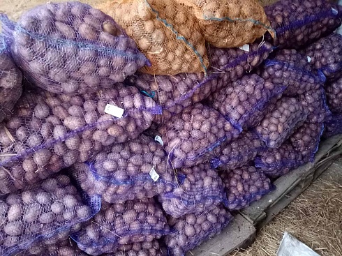 Семенной картофель. Королева Анна и Гала. Брестский район.