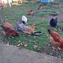 Продам молодых домашних курей все вопросы по телефону