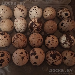 Перепелиные яйца из своего хозяйства. Десяток -1, 5 р.