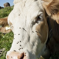 Закупаем лошадей, коров, быков. Дорого. Самовывоз из любого региона РБ в удобное для Вас время.